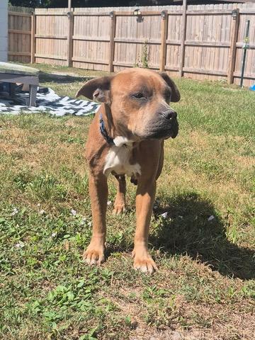 Enlarge Mia, an adoptable Pit Bull Terrier in melbourne, FL image 1/3