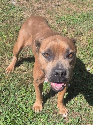 Enlarge Mia, an adoptable Pit Bull Terrier in melbourne, FL image 2/3