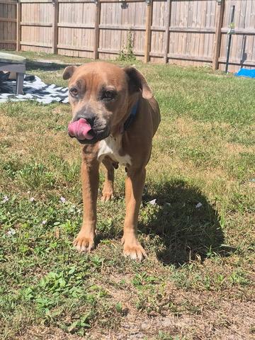 Enlarge Mia, an adoptable Pit Bull Terrier in melbourne, FL image 3/3