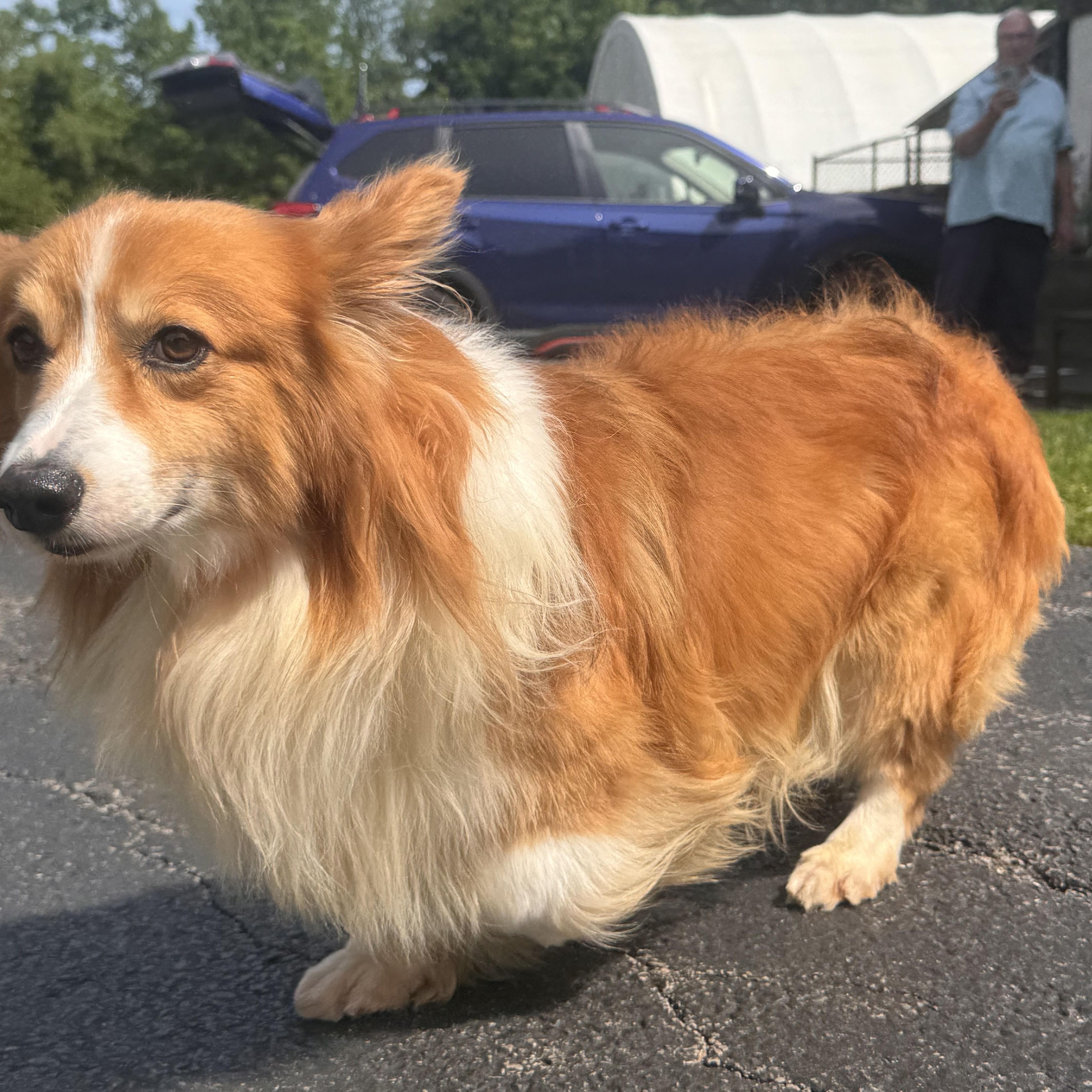 Ringo, Adoptable, Adult Male Shetland Sheepdog / Sheltie.