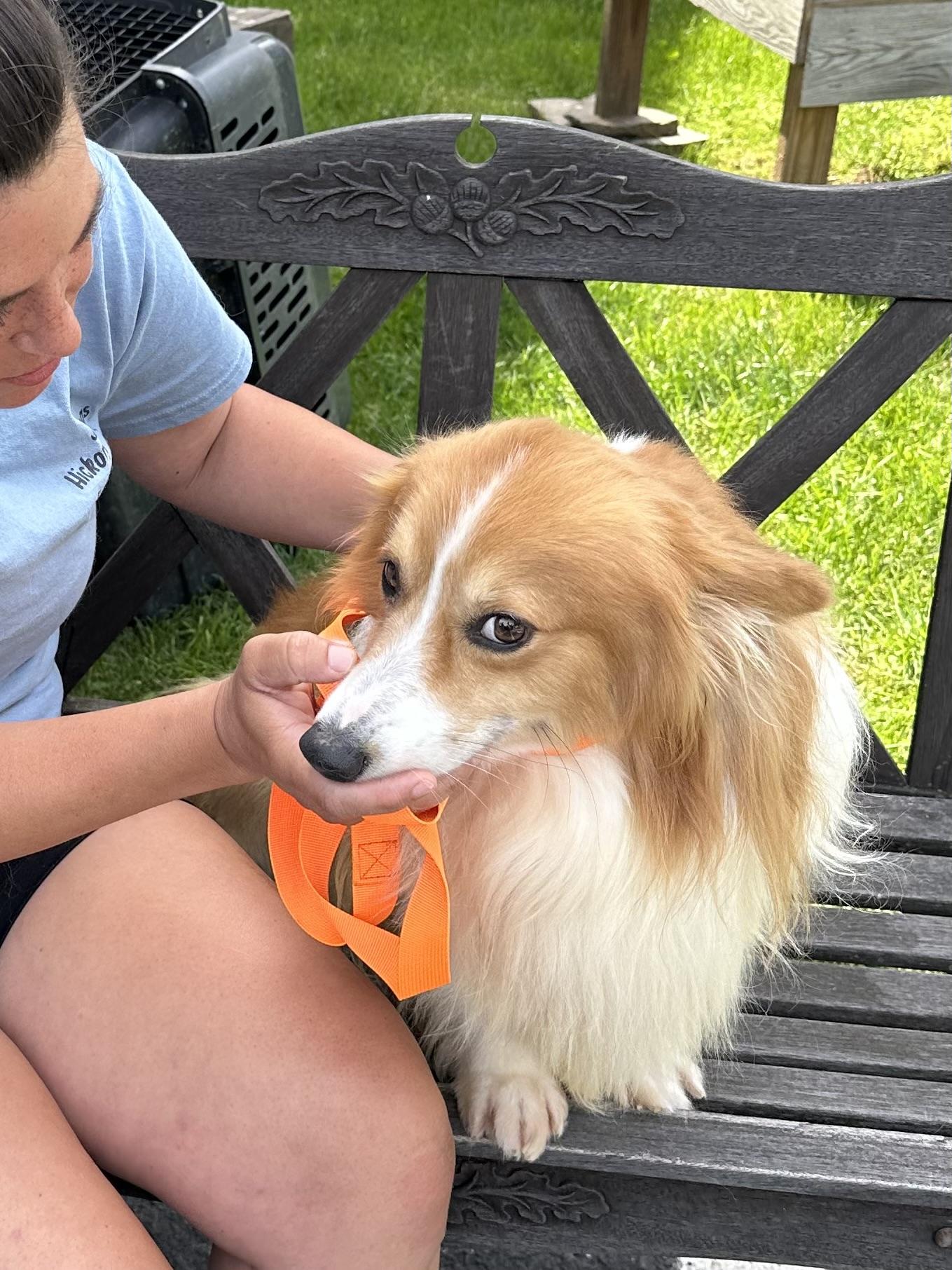 Enlarge Ringo, a Adoptable Shetland Sheepdog / Sheltie in Chester Springs, PA image 3/3