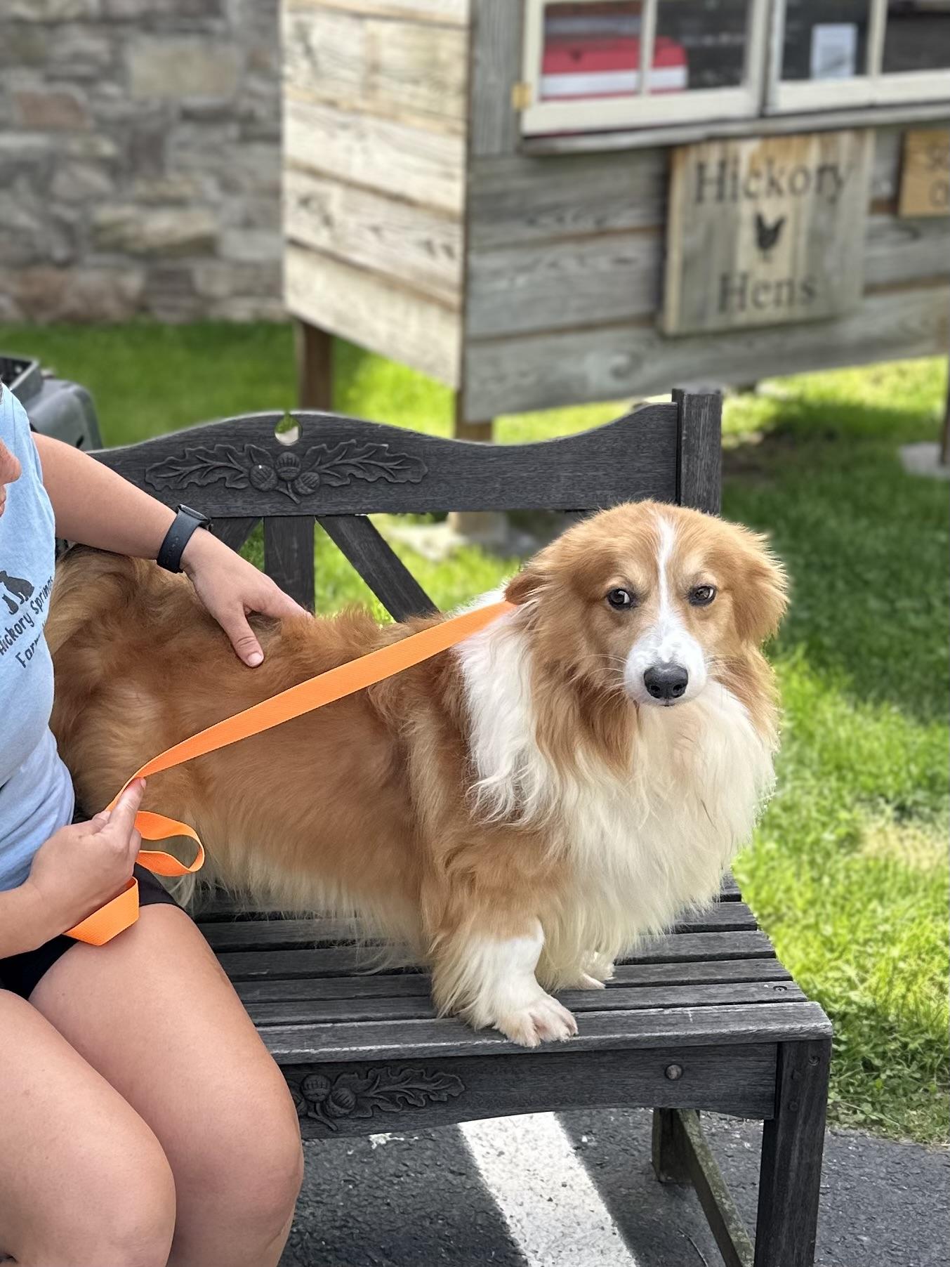 Enlarge Ringo, a Adoptable Shetland Sheepdog / Sheltie in Chester Springs, PA image 2/3