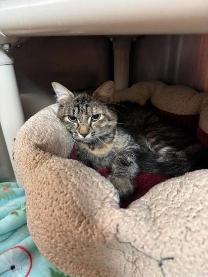 Frisky, Adoptable, Adult Female Domestic Medium Hair & Domestic Short Hair.