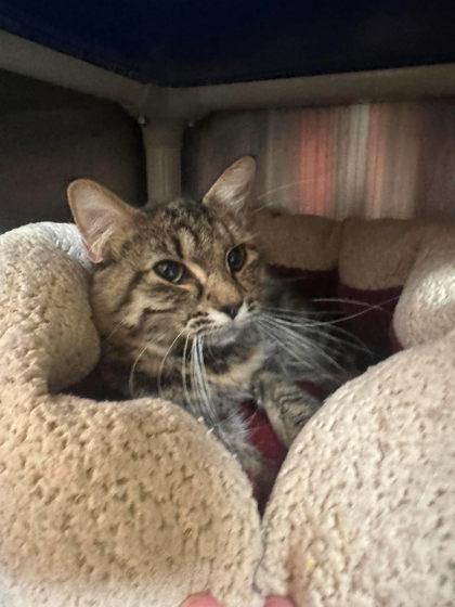 Enlarge Frisky, a Adoptable mixed breed in Scottsbluff, NE image 2/3