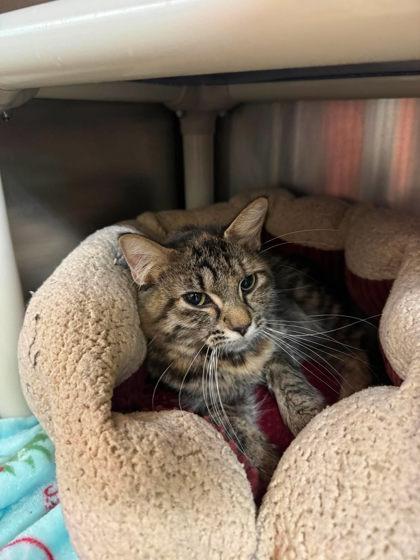 Enlarge Frisky, a Adoptable mixed breed in Scottsbluff, NE image 3/3