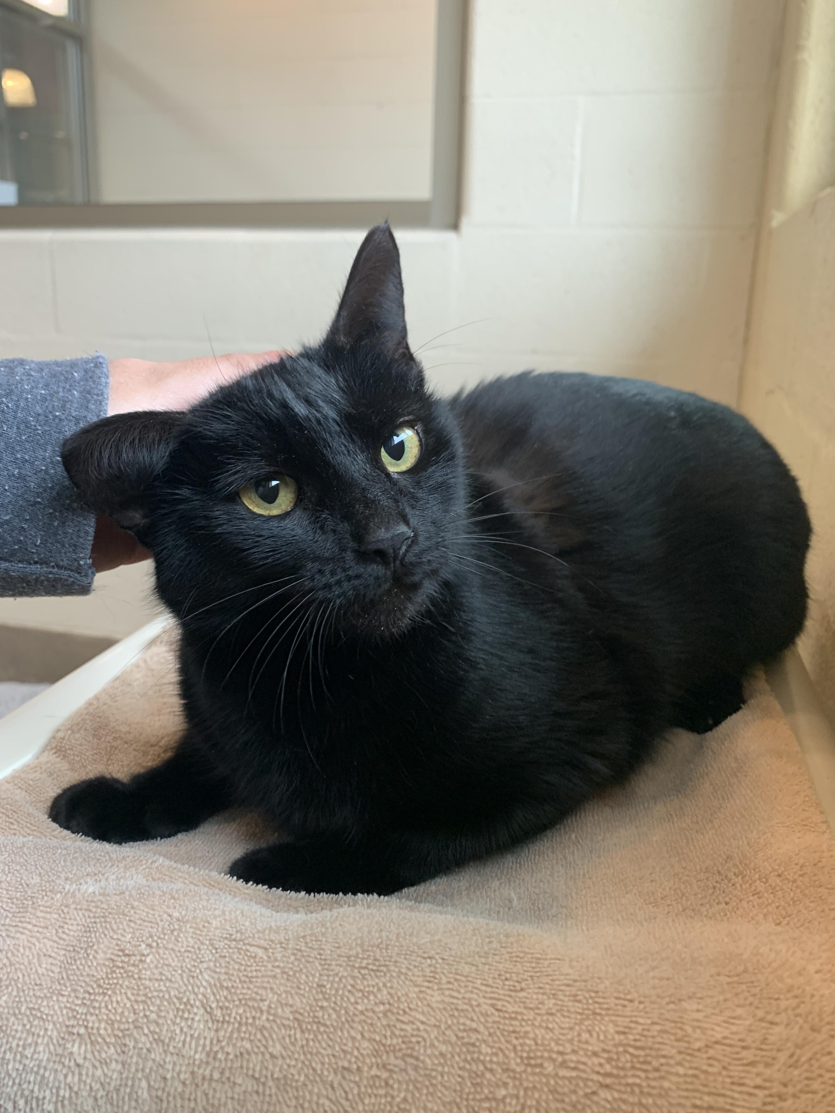 Lorna, ADOPTABLE, Young Female Domestic Short Hair.