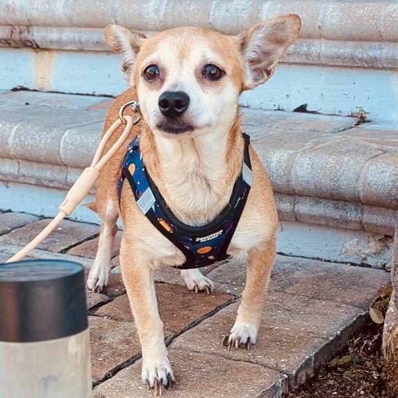 Enlarge Piglet, a Adoptable Chihuahua in Sarasota, FL image 1/5