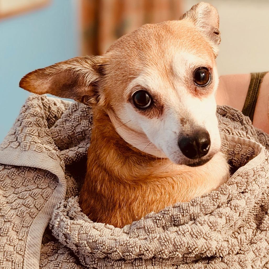 Enlarge Piglet, a Adoptable Chihuahua in Sarasota, FL image 2/5