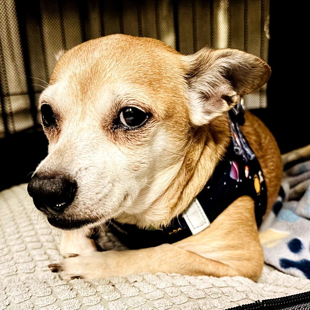 Enlarge Piglet, a Adoptable Chihuahua in Sarasota, FL image 3/5