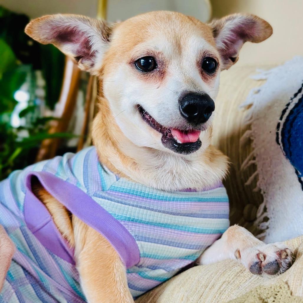 Enlarge Piglet, a Adoptable Chihuahua in Sarasota, FL image 4/5