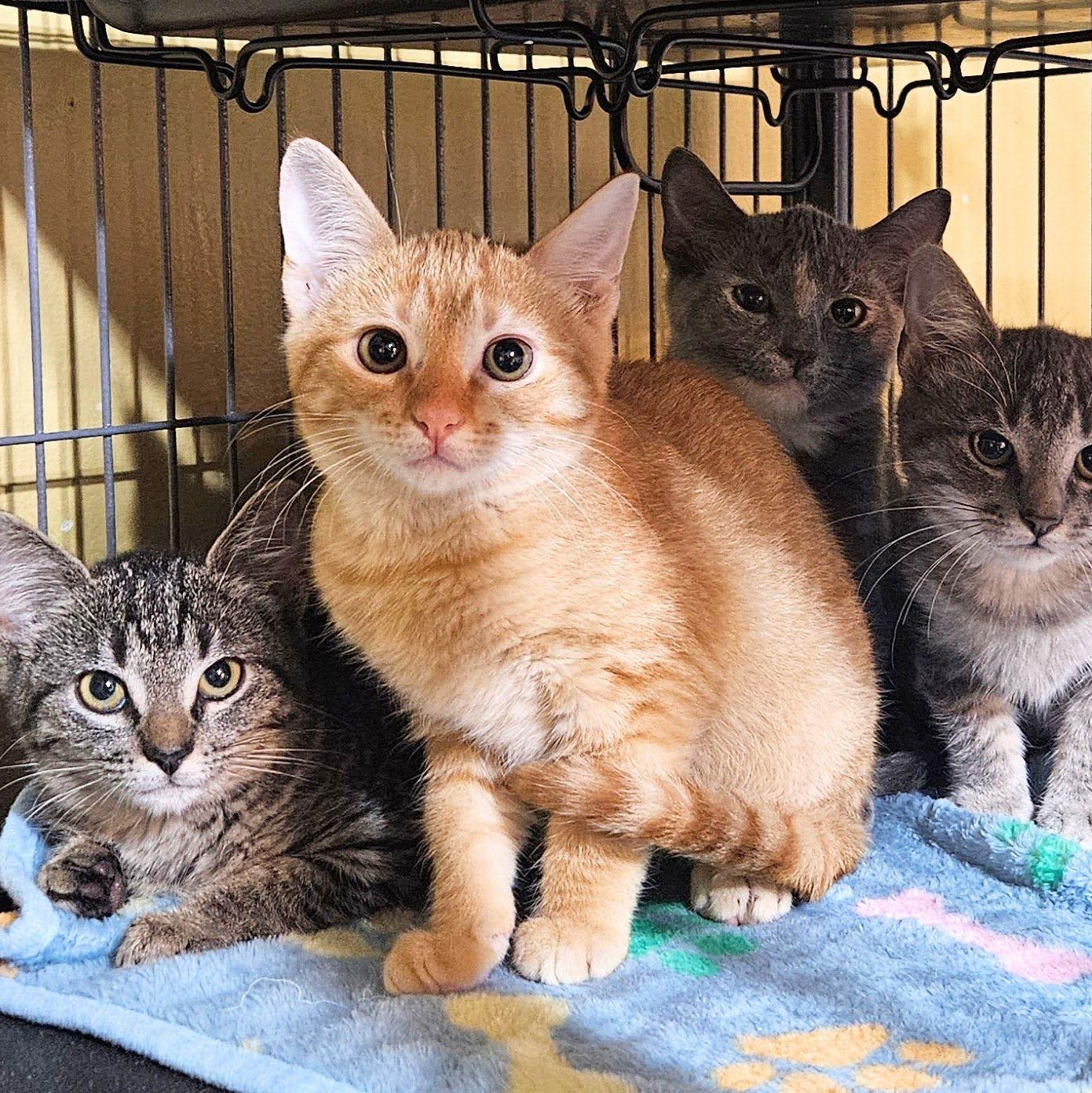 Scooter, Adopted, Young Male Domestic Short Hair.