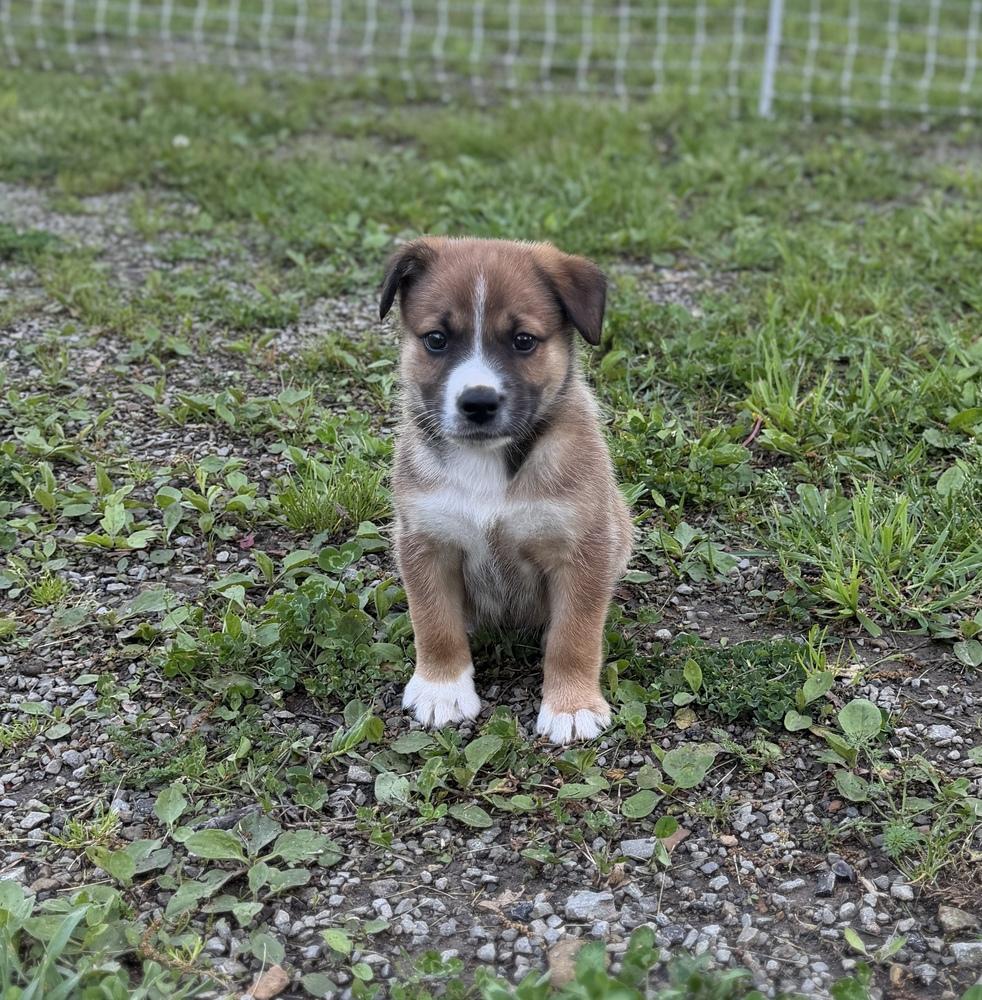Enlarge Wiley, a Adoptable mixed breed in Irwin, PA image 2/6