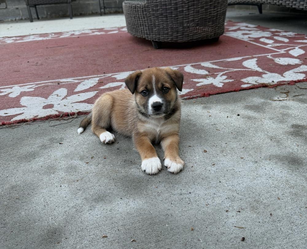 Wiley, Adoptable, Puppy Male Terrier & Mixed Breed.