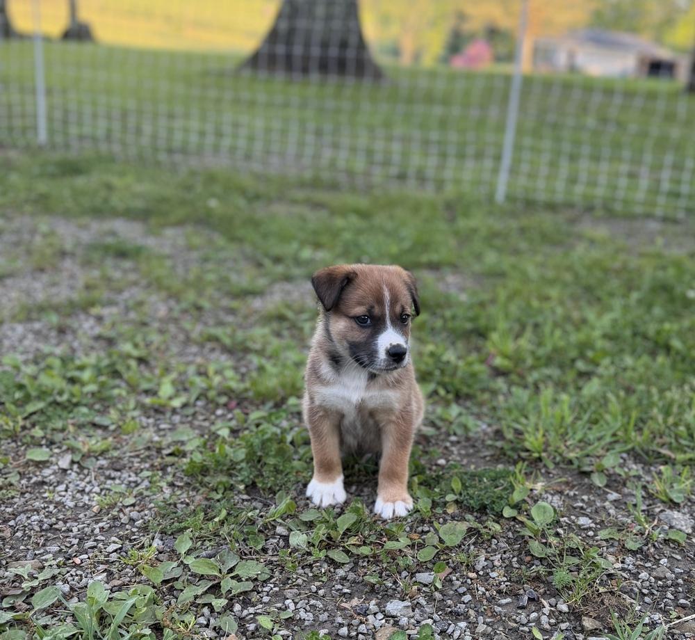 Enlarge Wiley, a Adoptable mixed breed in Irwin, PA image 5/6
