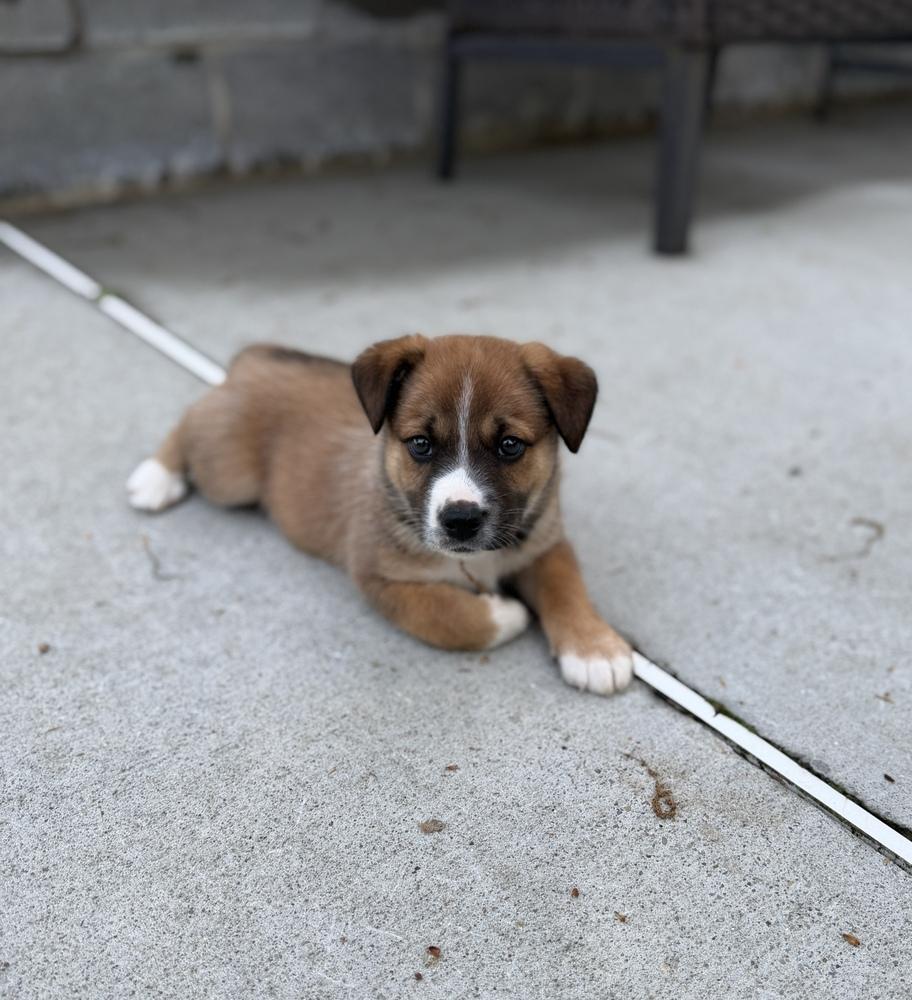 Enlarge Wiley, a Adoptable mixed breed in Irwin, PA image 6/6