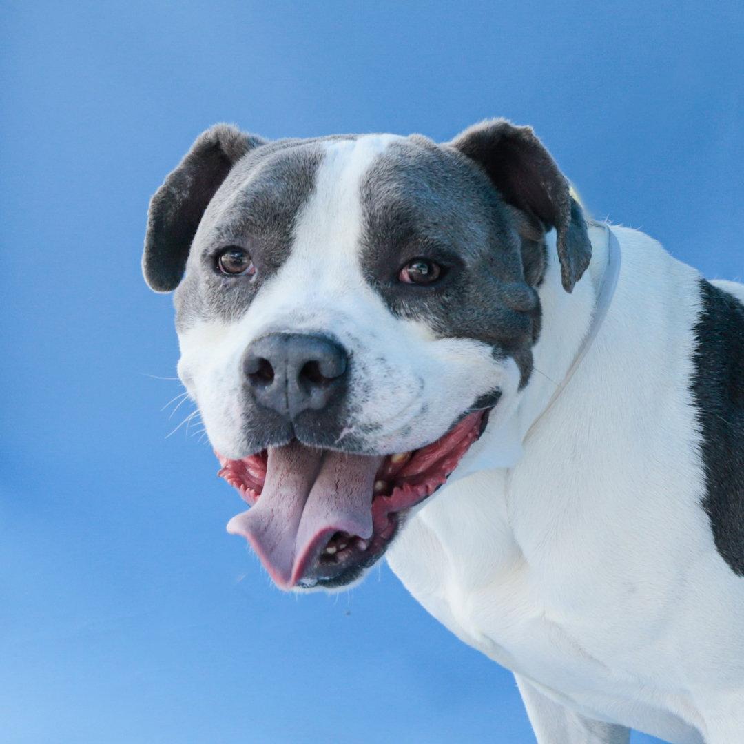 TEDGAR, a Adoptable Pit Bull Terrier in Pasadena, CA image 2/2