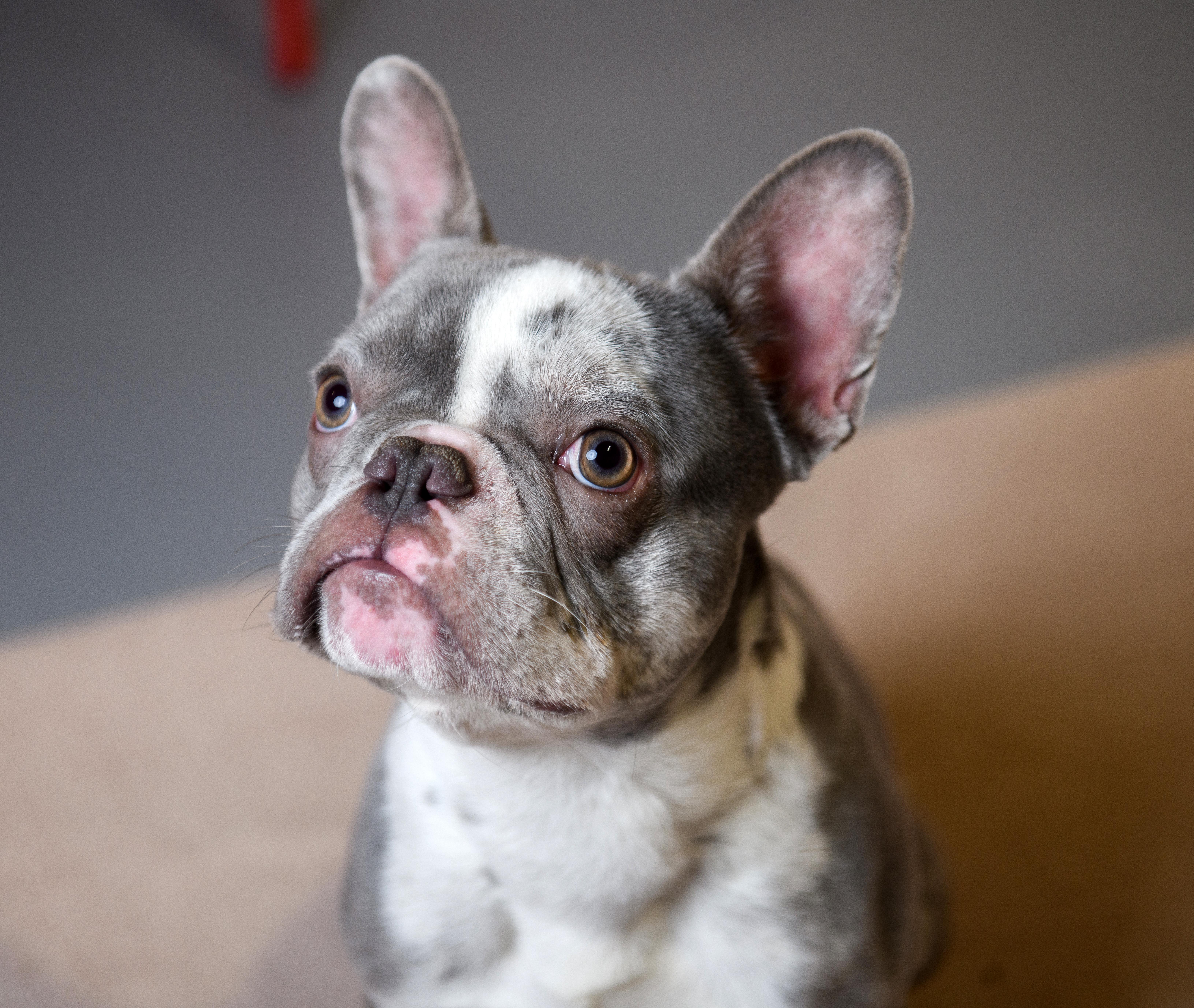 Sterling, ADOPTABLE, Puppy Male French Bulldog.