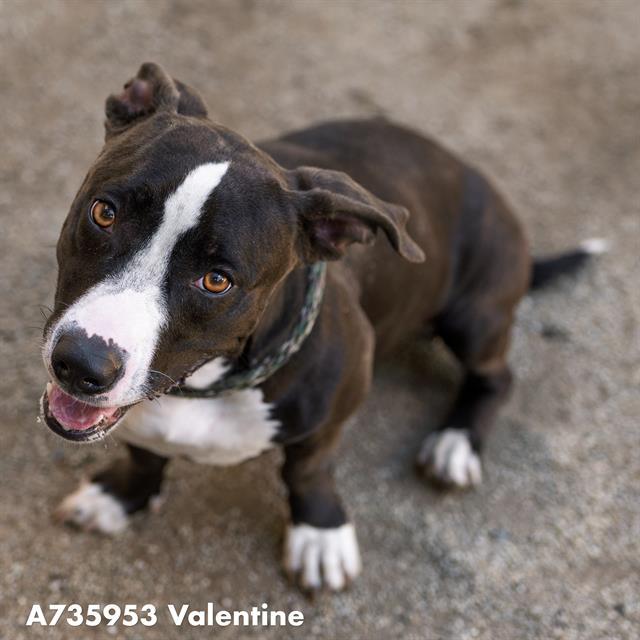 VALENTINE, Adoptable, Young Female Pit Bull Terrier & Mixed Breed.