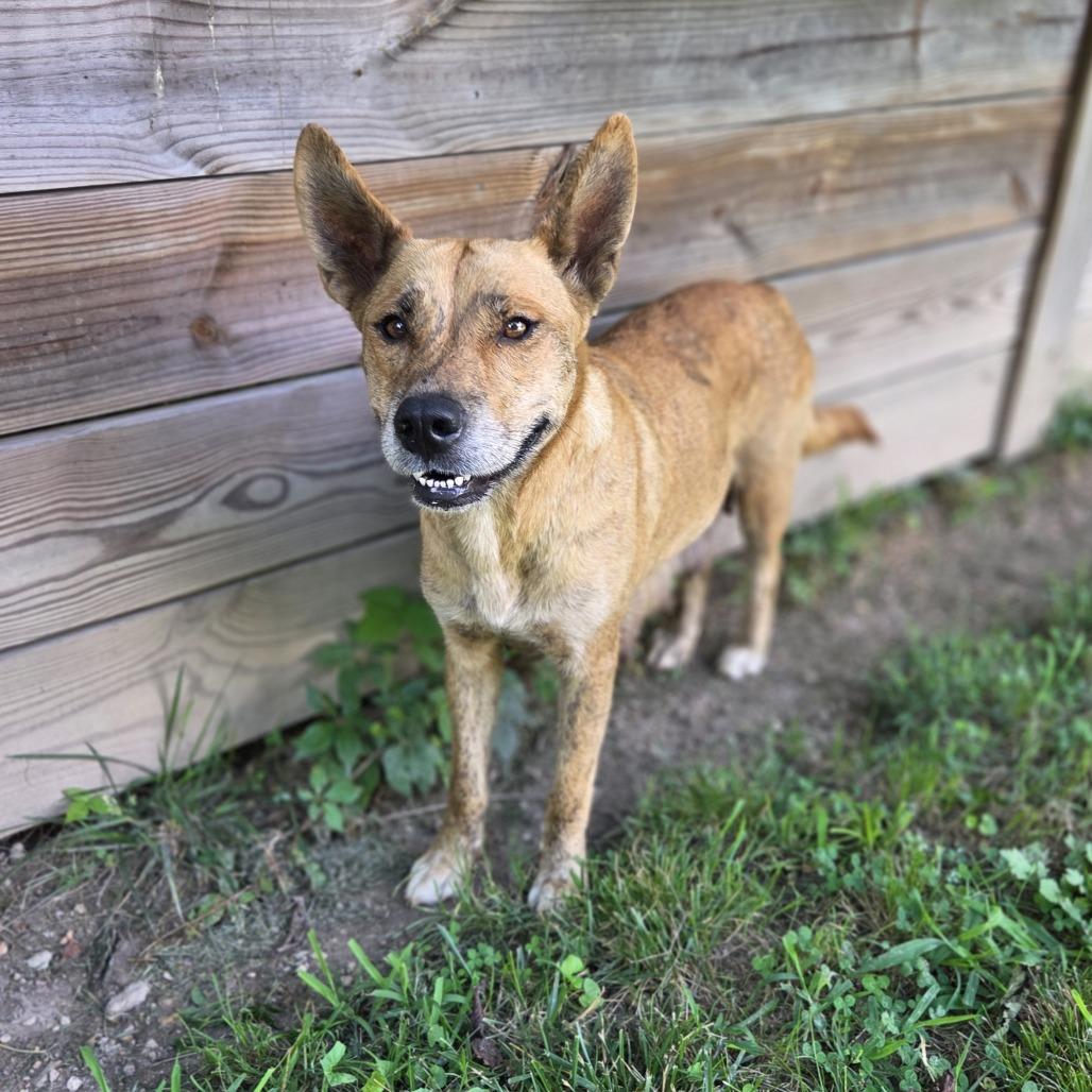 Poppi, Adoptable, Adult Female Shepherd & Dutch Shepherd.