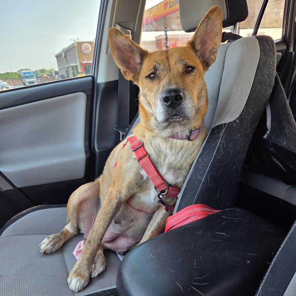 Enlarge Poppi, a Adoptable mixed breed in Warwick, RI image 2/4