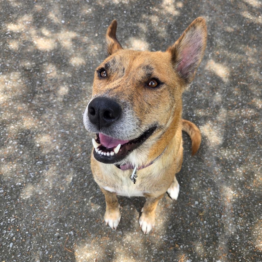 Enlarge Poppi, a Adoptable mixed breed in Warwick, RI image 3/4
