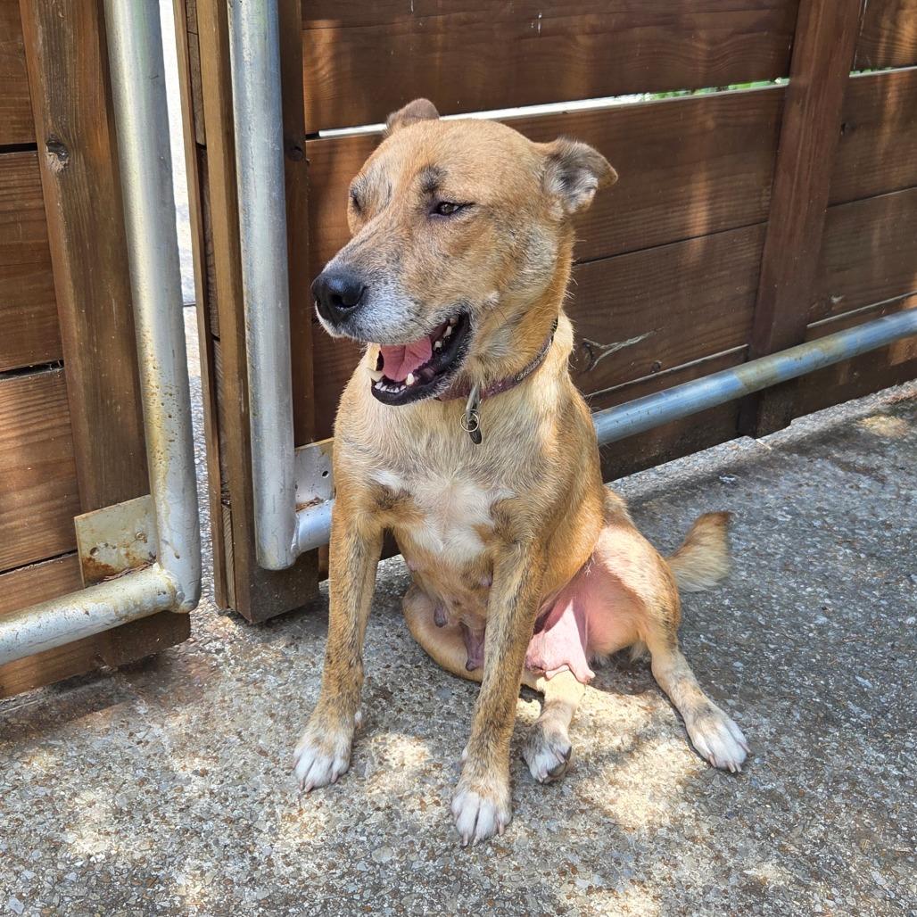Enlarge Poppi, a Adoptable mixed breed in Warwick, RI image 4/4