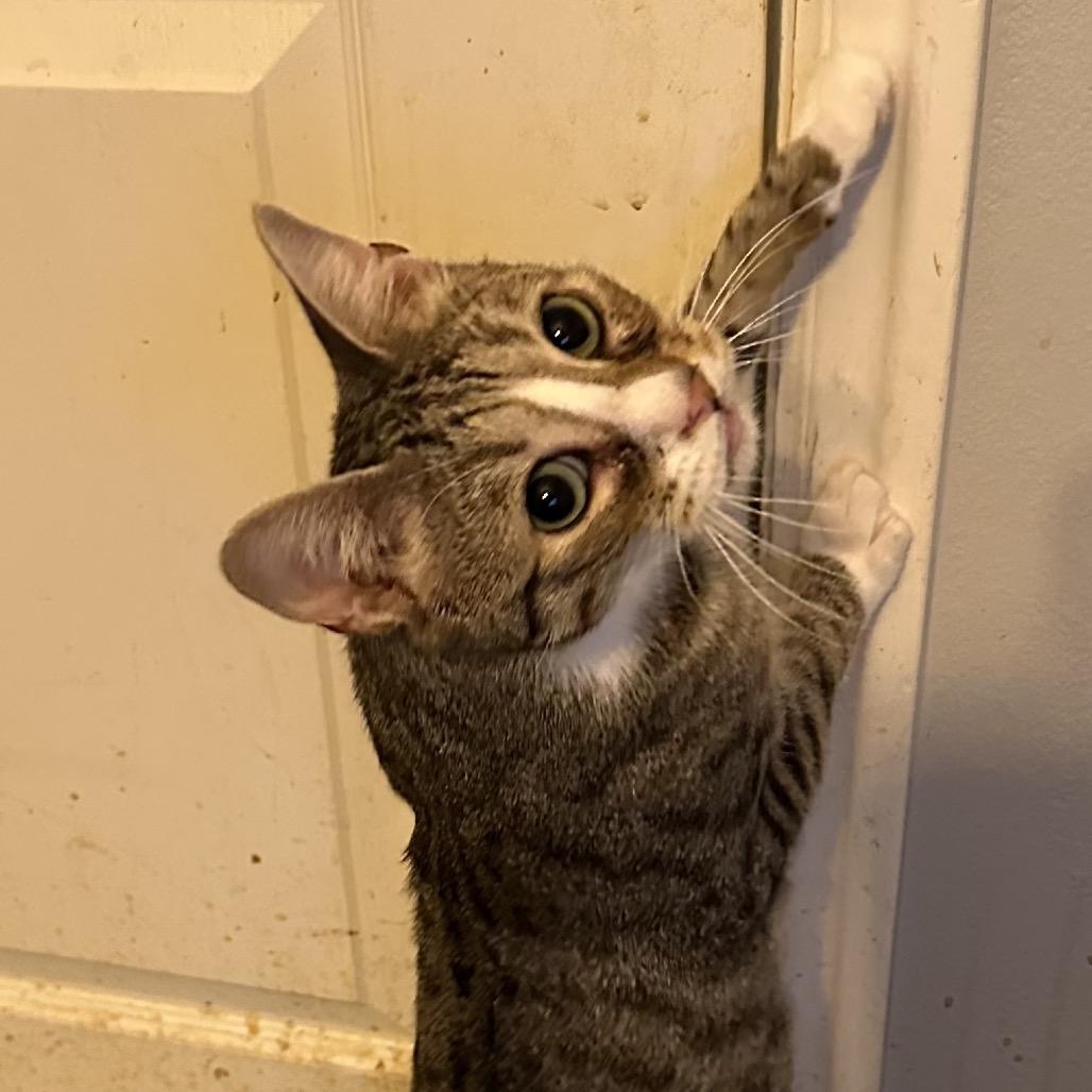 Paris Estes, Adoptable, Adult Male Domestic Short Hair & Bengal.