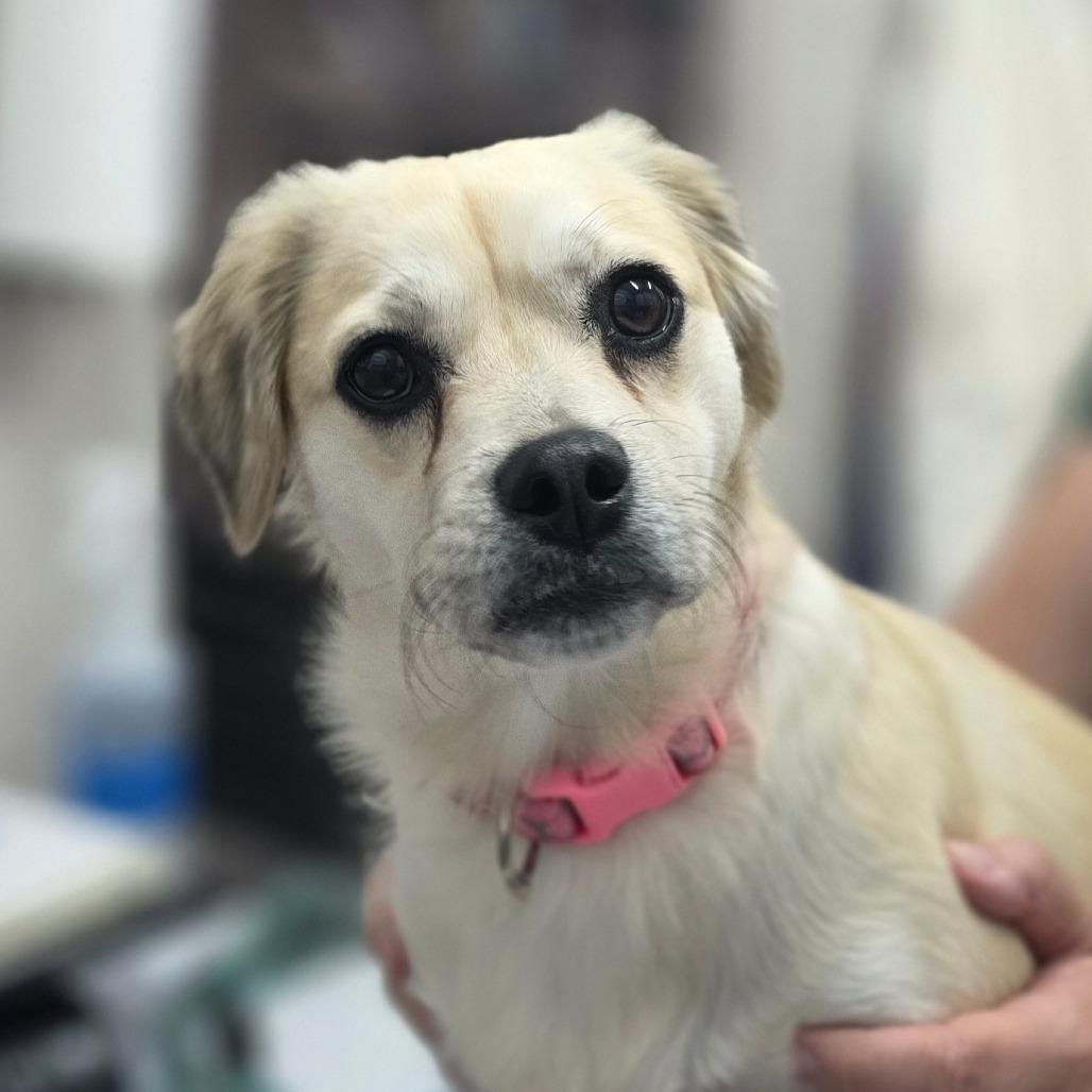 Sadie, Adoptable, Adult Female Mixed Breed.
