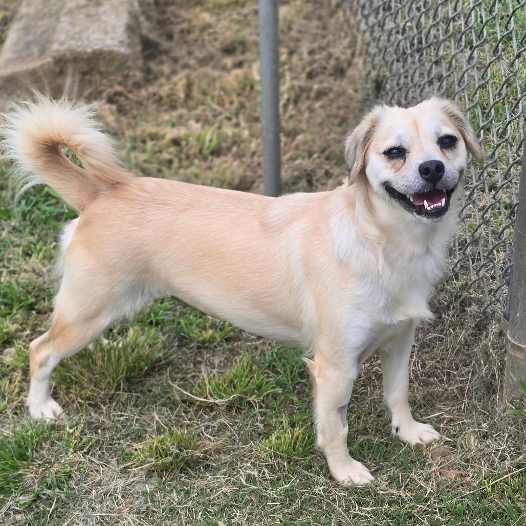 Enlarge Sadie, a Adoptable Mixed Breed in Huntsville, AL image 2/4