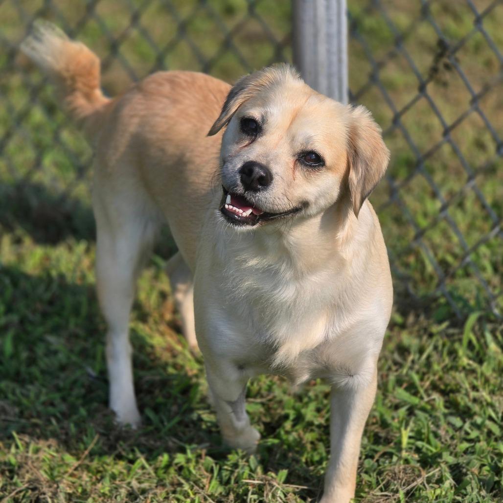 Enlarge Sadie, a Adoptable Mixed Breed in Huntsville, AL image 3/4