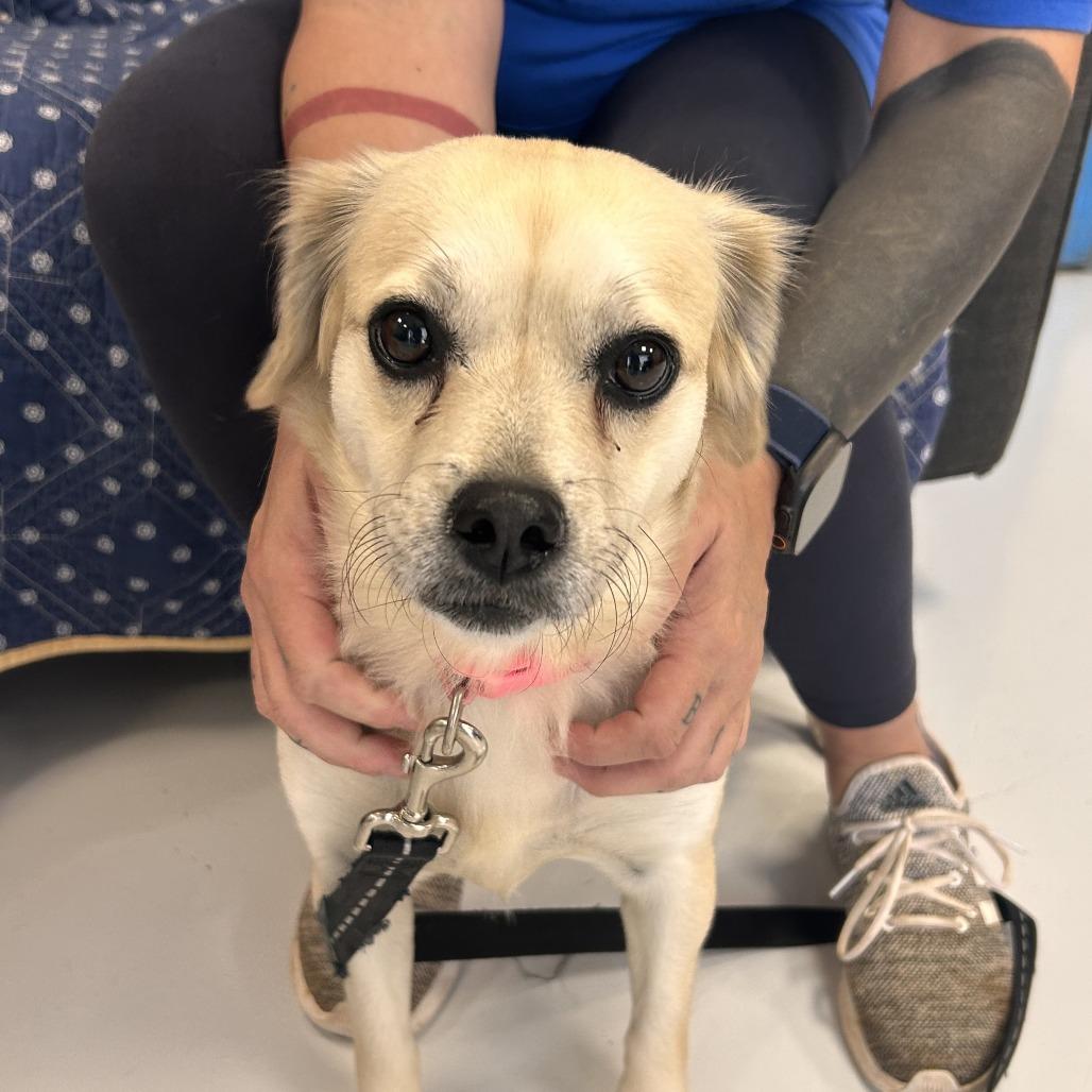 Enlarge Sadie, a Adoptable Mixed Breed in Huntsville, AL image 4/4