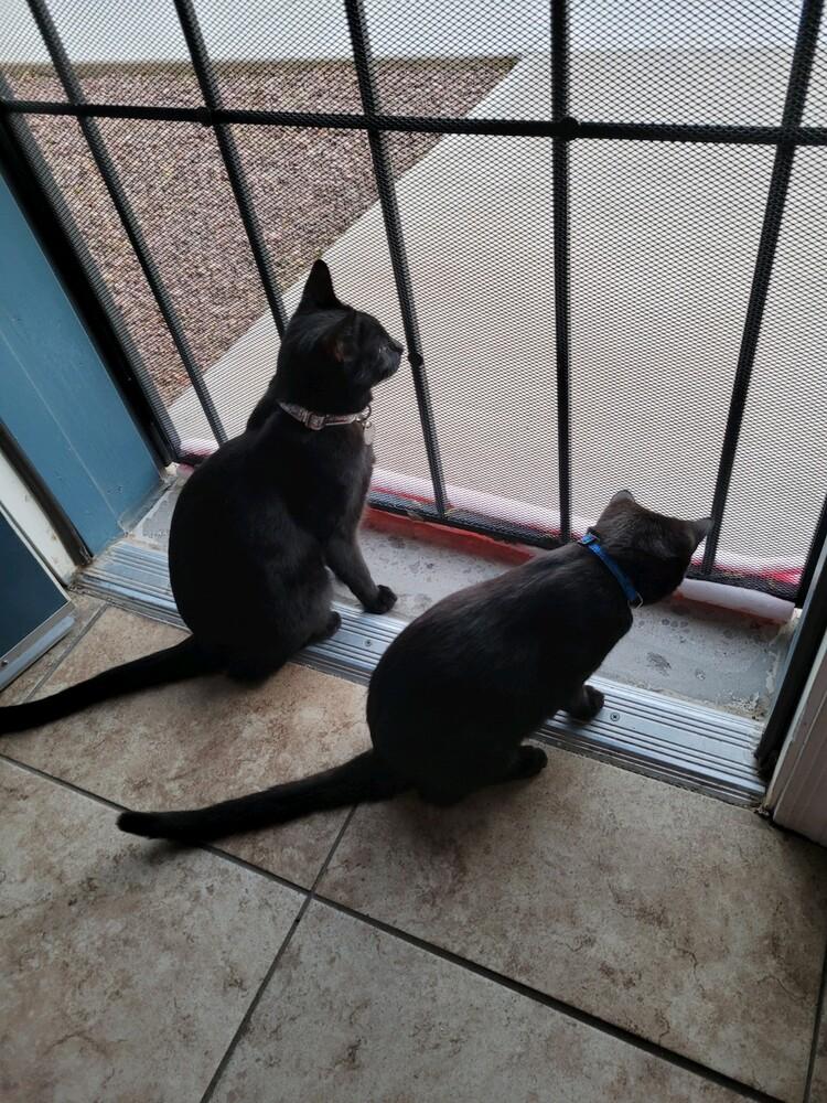 Enlarge Baby Bear, a Adoptable Domestic Short Hair in Thatcher, AZ image 1/3