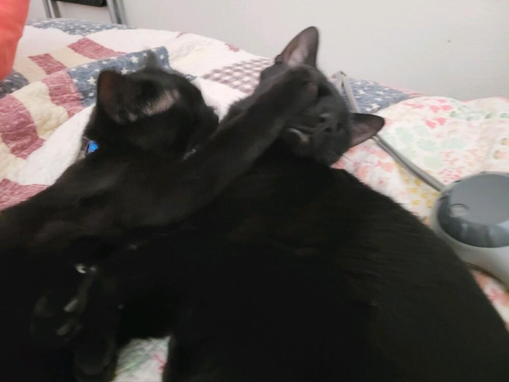 Enlarge Baby Bear, a Adoptable Domestic Short Hair in Thatcher, AZ image 2/3