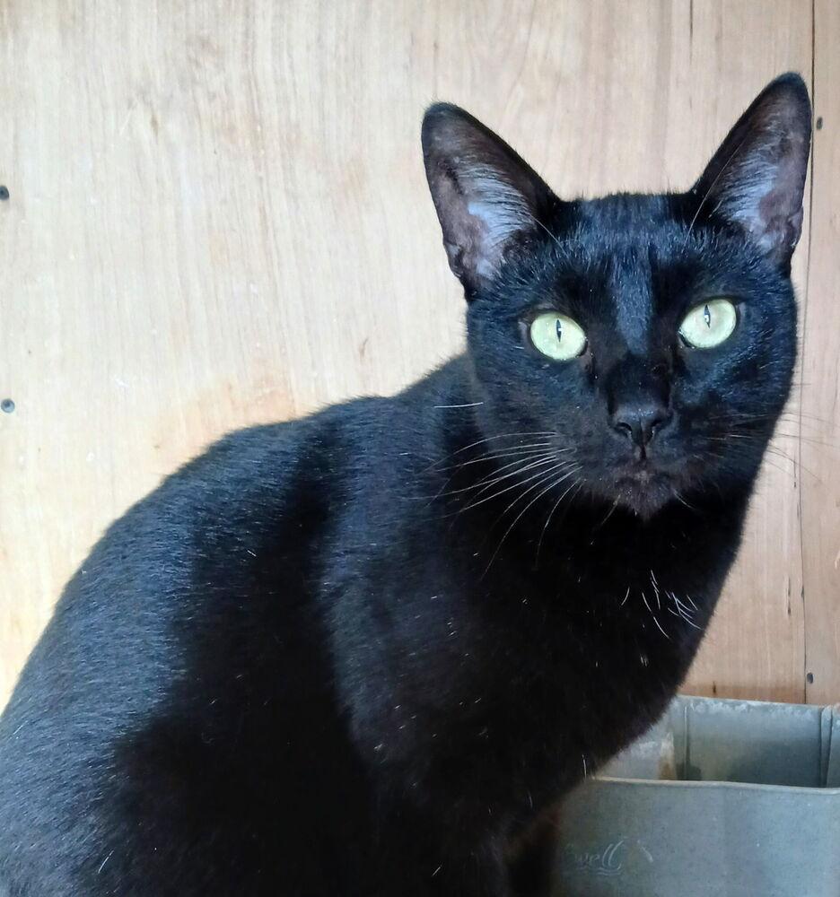 Enlarge Baby Bear, a Adoptable Domestic Short Hair in Thatcher, AZ image 3/3