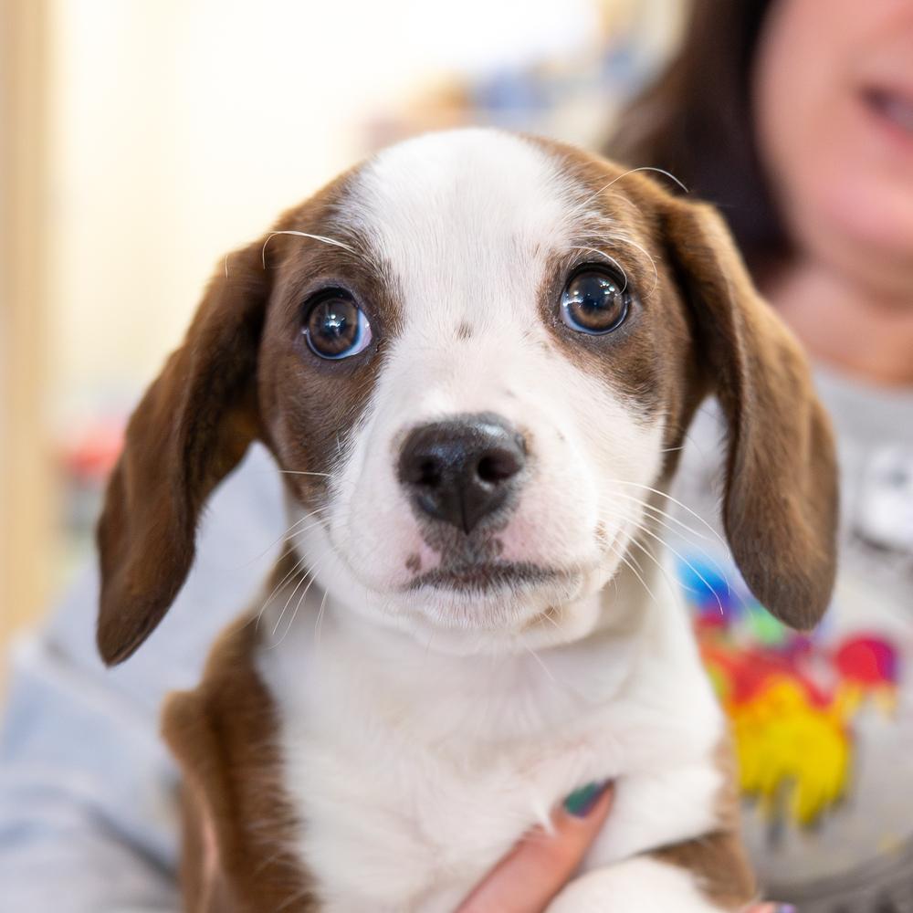 Sundance, a Adoptable mixed breed in Mundelein, IL image 1/3