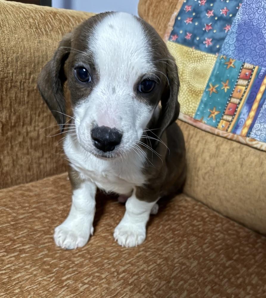 Sundance, a Adoptable mixed breed in Mundelein, IL image 2/3