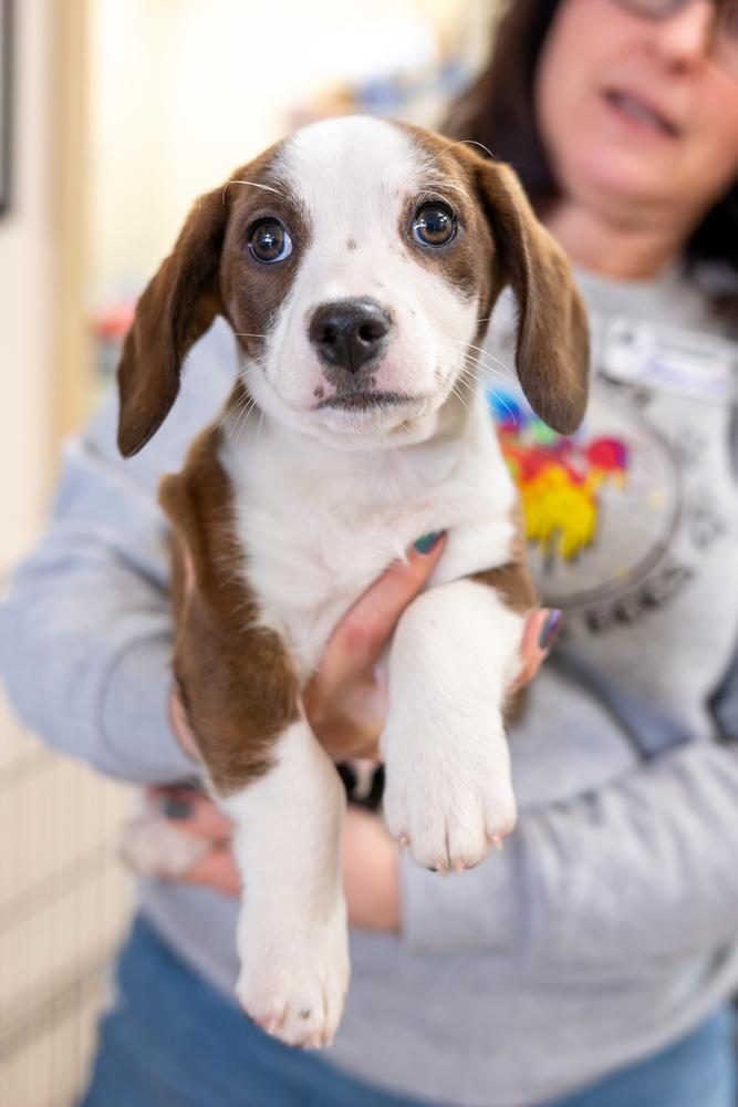 Sundance, a Adoptable mixed breed in Mundelein, IL image 3/3