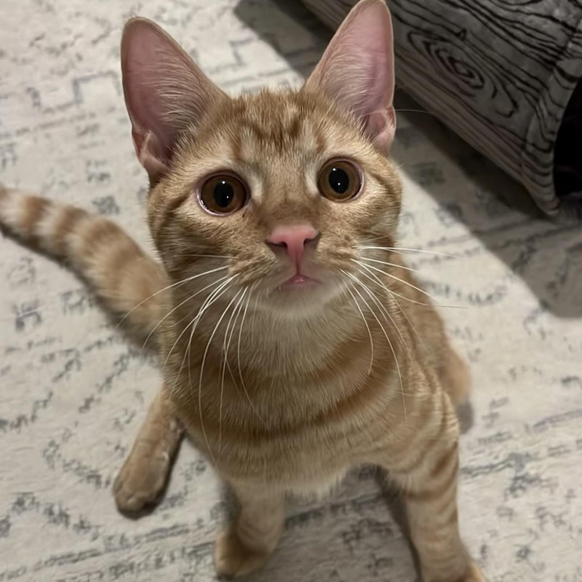 Enlarge Simon Says, a Adoptable Domestic Short Hair in Alexandria, VA image 2/6