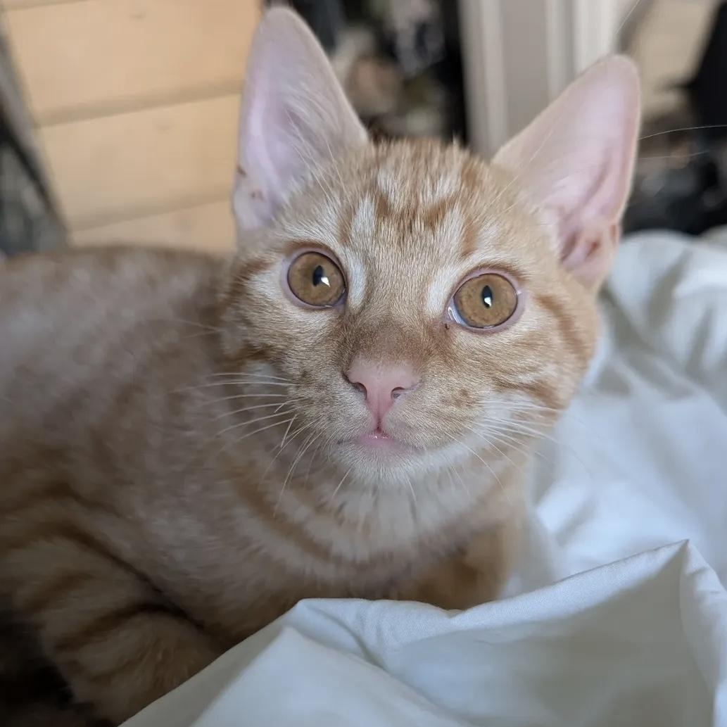 Enlarge Simon Says, a Adoptable Domestic Short Hair in Alexandria, VA image 3/6