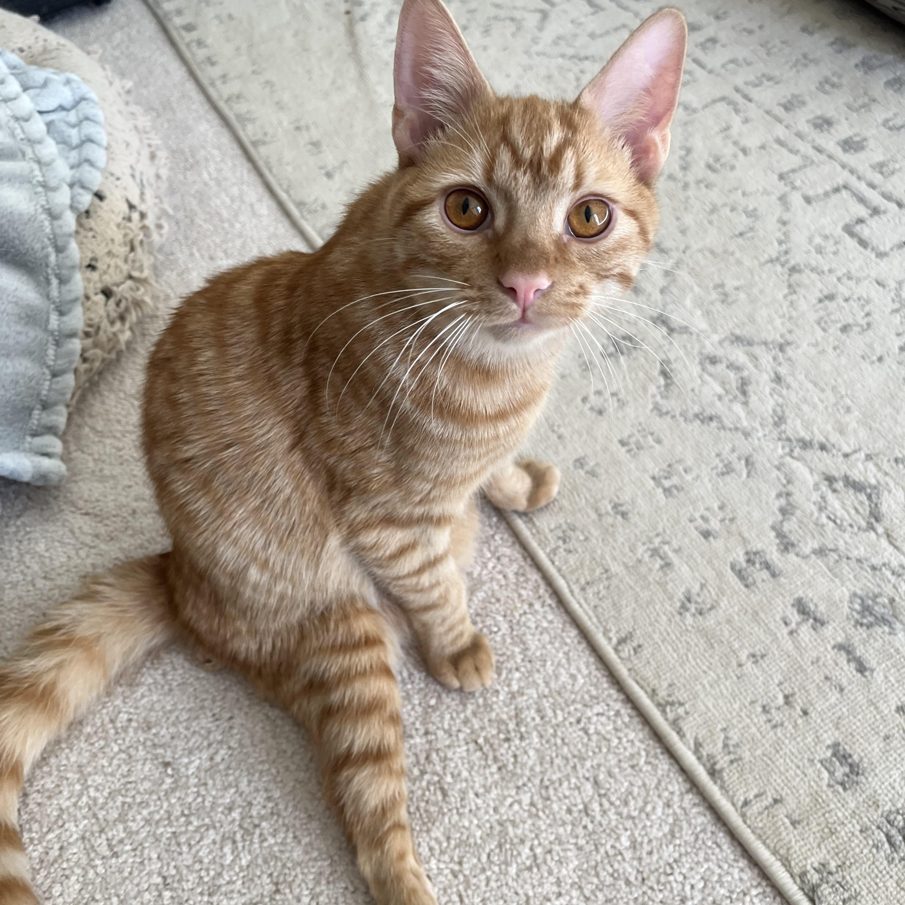 Simon Says, Adoptable, Young Male Domestic Short Hair.