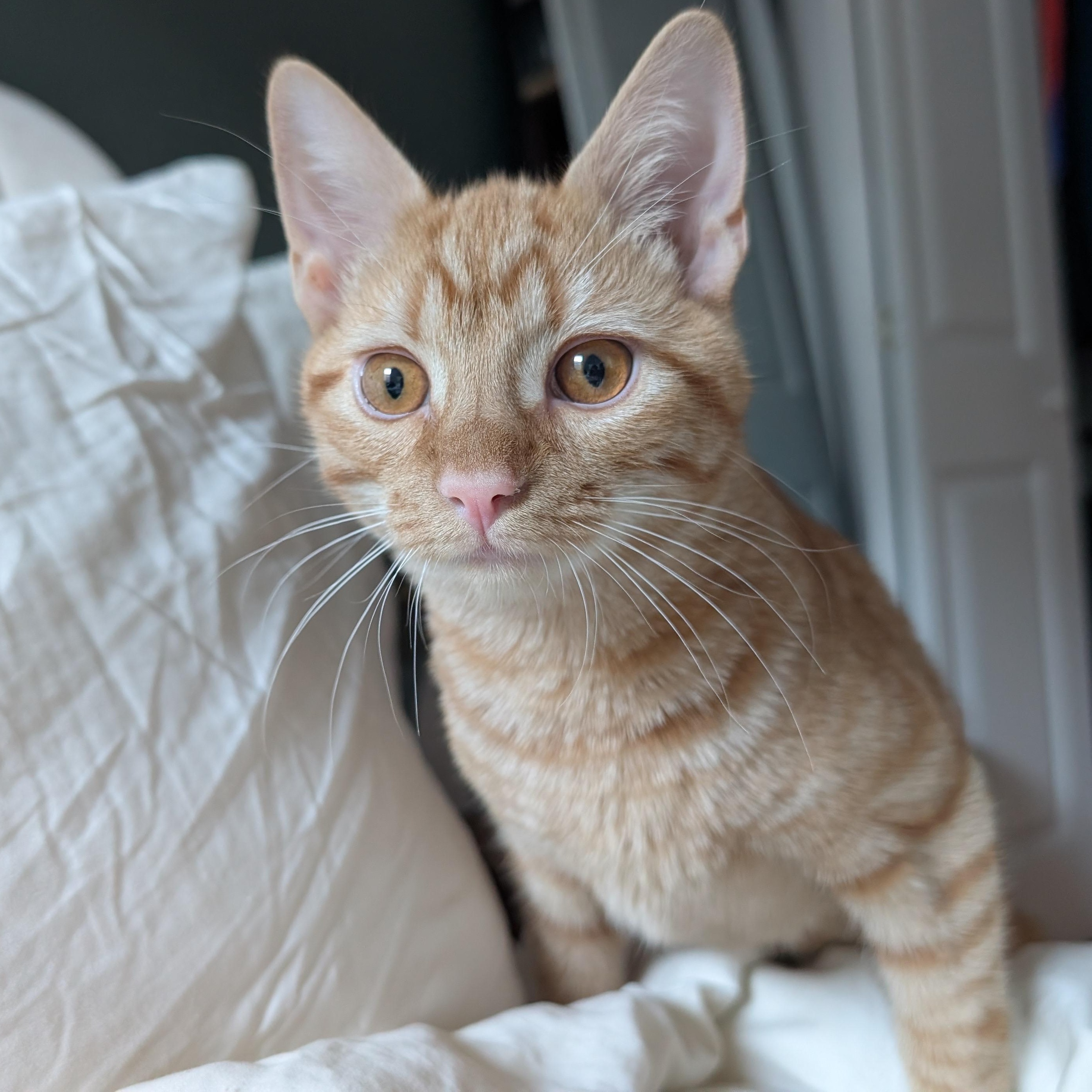 Enlarge Simon Says, a Adoptable Domestic Short Hair in Alexandria, VA image 5/6