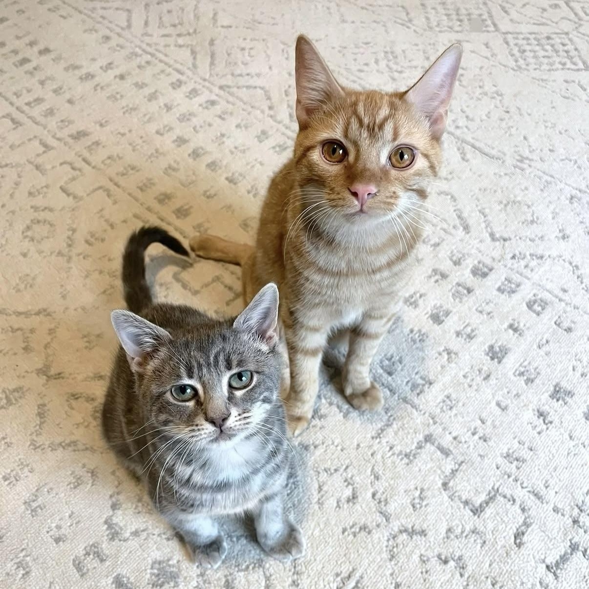 Enlarge Simon Says, a Adoptable Domestic Short Hair in Alexandria, VA image 4/6