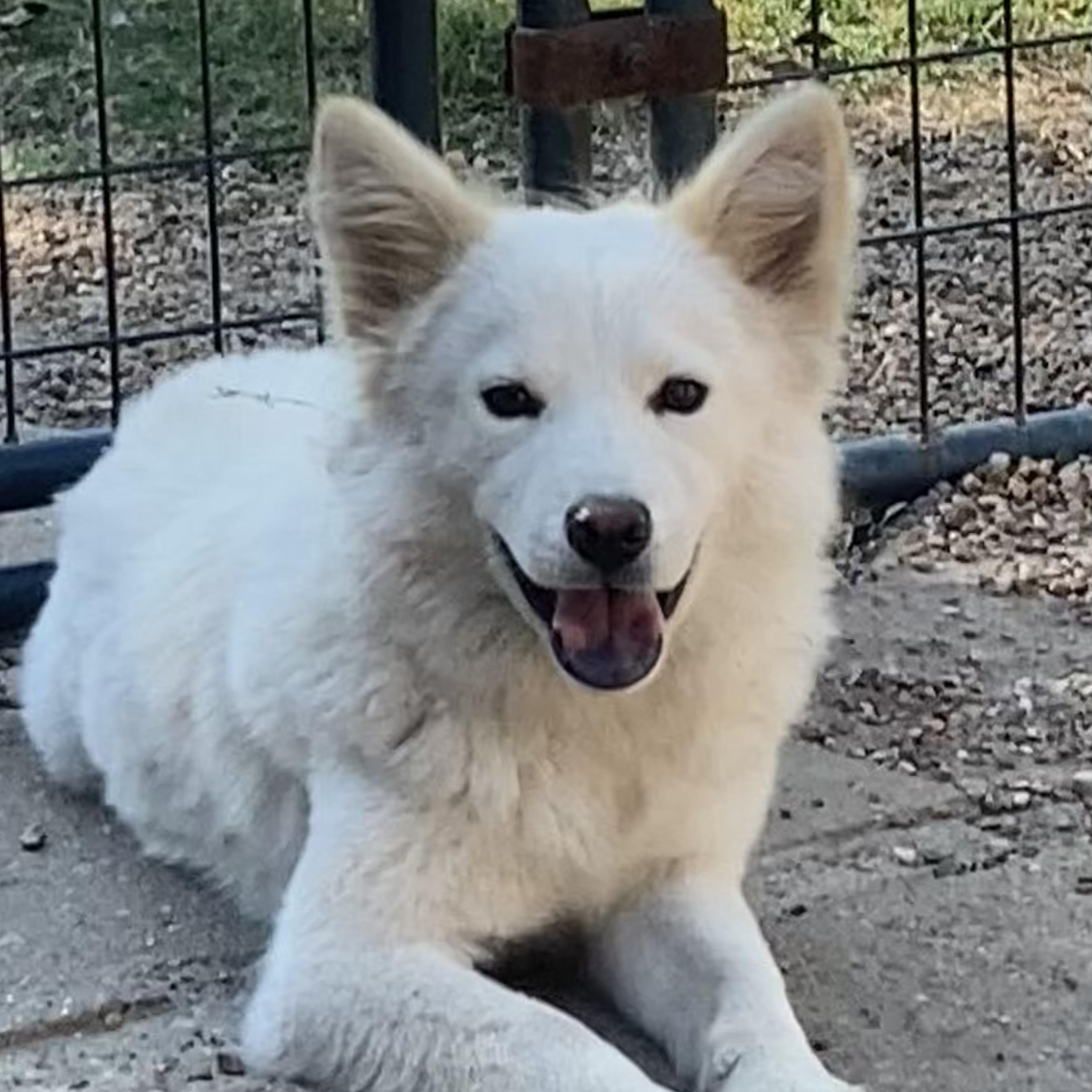 Clover, a Adoptable mixed breed in Houston, TX image 1/6