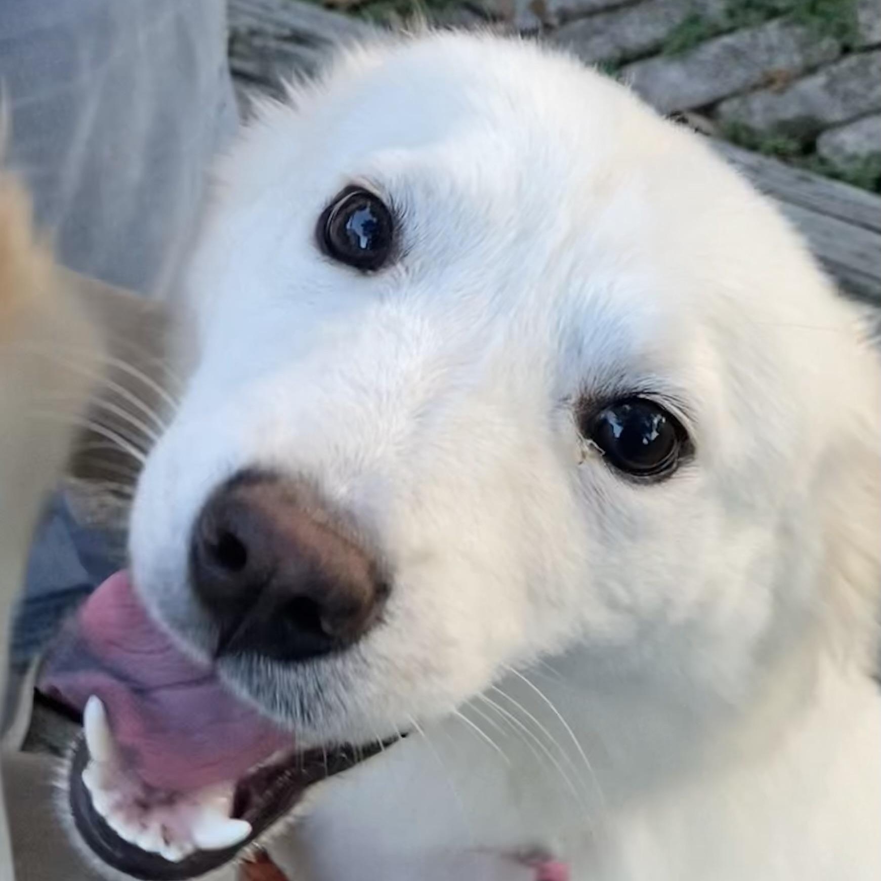 Clover, a Adoptable mixed breed in Houston, TX image 3/6