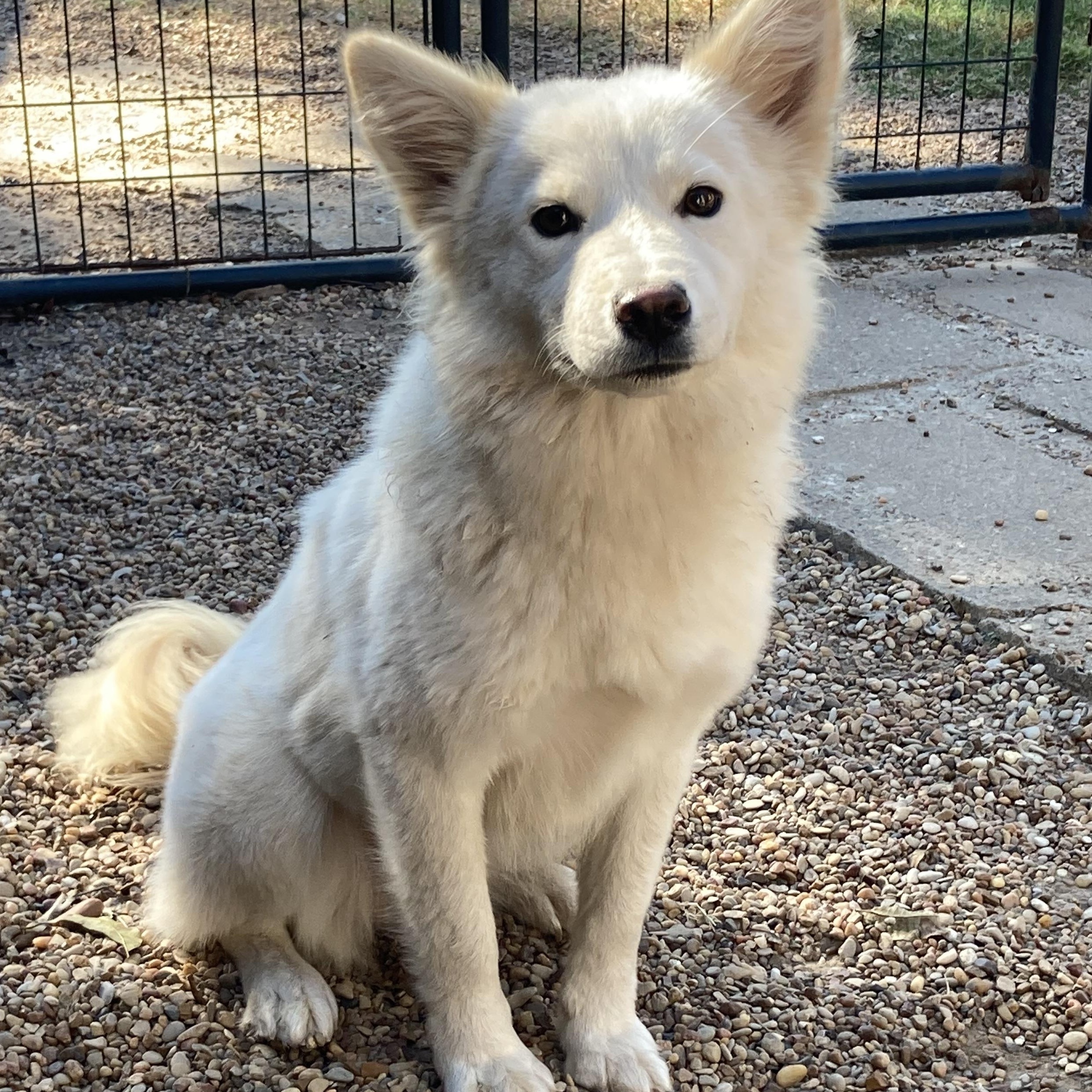 Clover, a Adoptable mixed breed in Houston, TX image 5/6