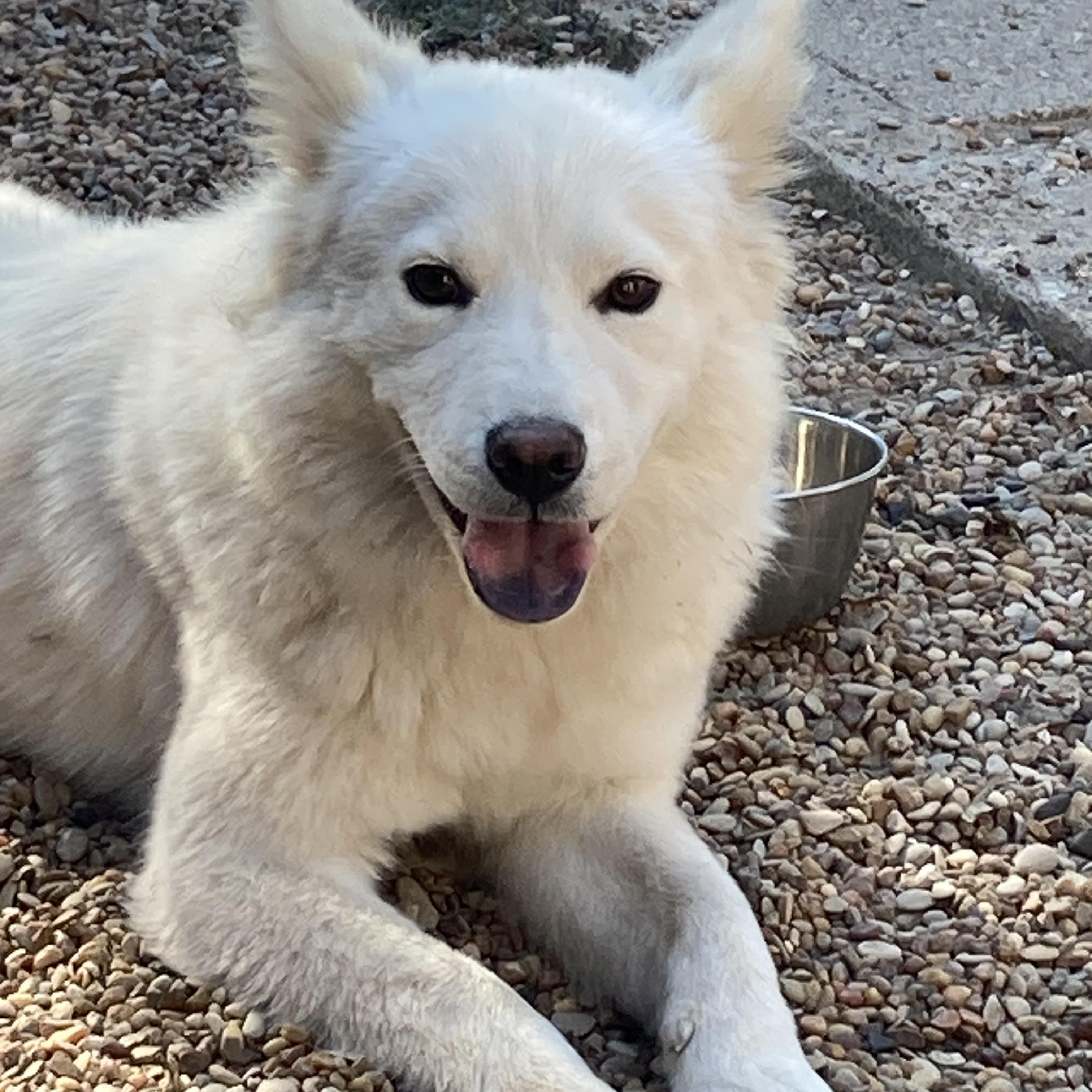 Clover, a Adoptable mixed breed in Houston, TX image 6/6