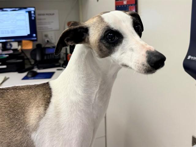Enlarge LUNA, an adopted Whippet in San Clemente, CA image 1/1