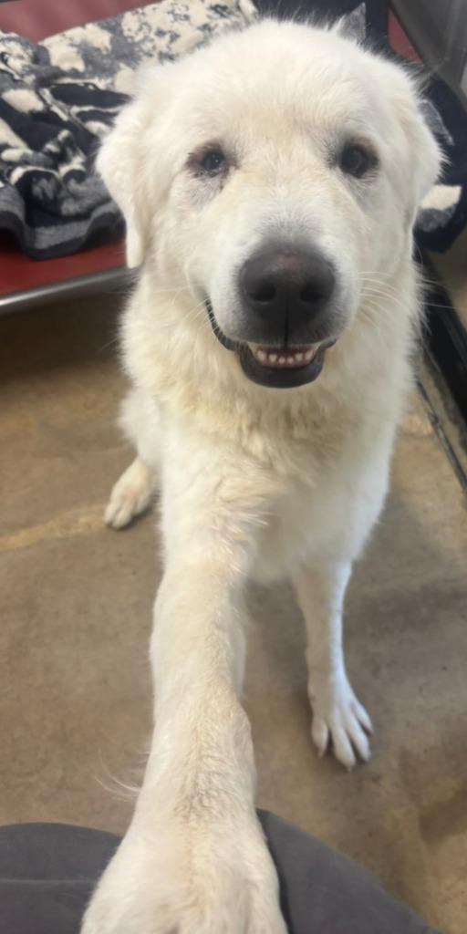 Enlarge Falkor, a Adoptable Great Pyrenees in Viroqua, WI image 1/2