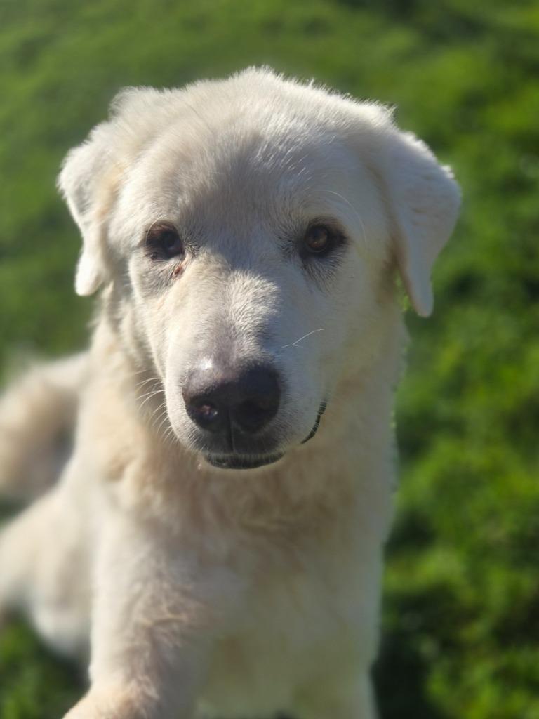 Enlarge Falkor, a Adoptable Great Pyrenees in Viroqua, WI image 2/2