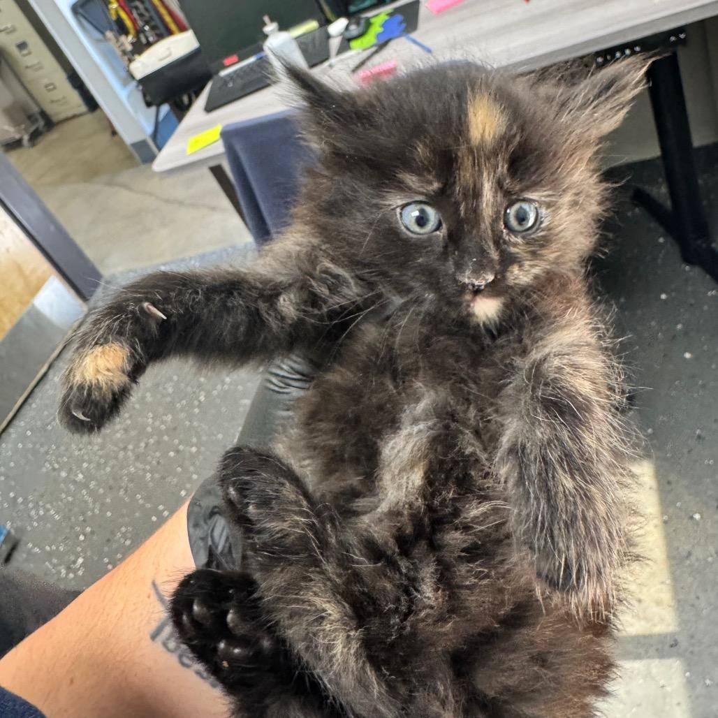 Foxy, Adoptable, Kitten Female Domestic Medium Hair.